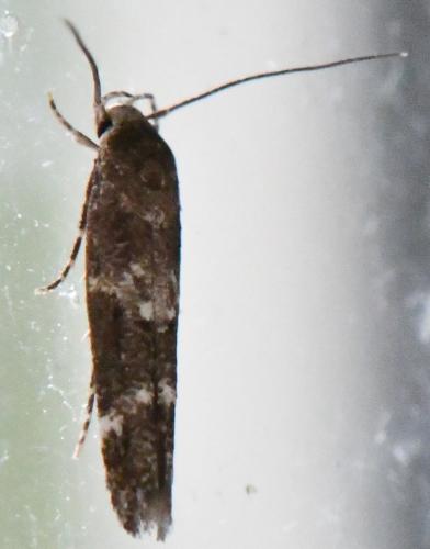 Mompha sp.